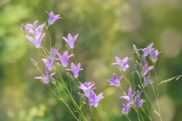 Vahşi çiçeklerin çanları. Yaz arkaplanı, pastel renkler, bokeh. Yumuşak odak