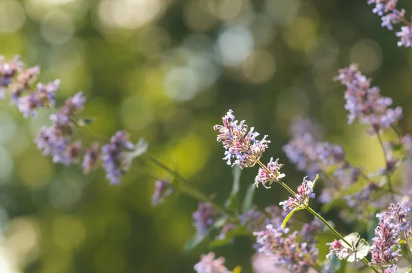 Çiçekler nepeta grandiflora bramdean. Çiçek arkaplan, yumuşak odak, parıltı, bokeh