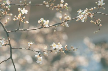 Kiraz çiçekleriyle bulanık, eski bir arka plan. Bokeh. Akşam vakti.