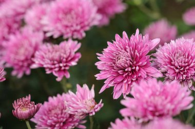 Çiçek arkaplanı ve pembe kasımpatı. Seçici odak kopyalama alanı