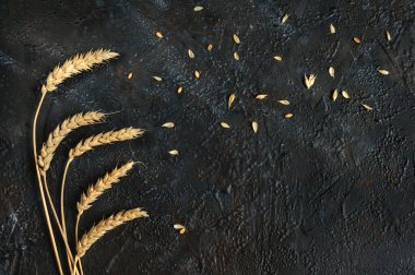 Koyu arkaplanda buğday dalları. Kopyalama alanı olan üst görünüm