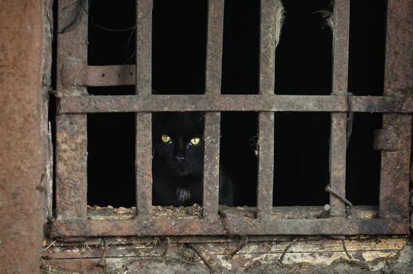 Sarı gözlü kara kedi paslı ızgaranın arkasındaki evde oturuyor.