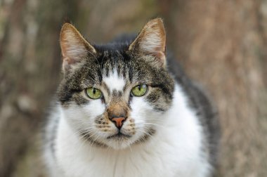 Bulanık doğal arka planda bir kedinin portresi. Yakın plan. Seçici odak