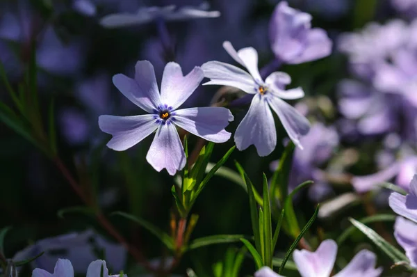 Bulanık bir arkaplanda subulate phlox çiçeği yakın plan. Güneşin gölgeleri ve ışınları. Seçici odak