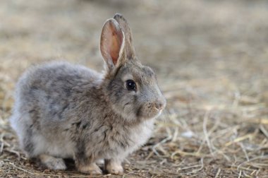 Bulanık arka planda samanlı, genç, gri bir tavşancık. Seçici odaklanma. Metin için alanı kopyala
