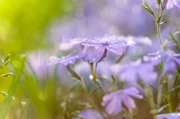 Vacker Blommig Bakgrund Med Subulat Flox Blommor Och Daggdroppar Kronbladen — Stockfoto