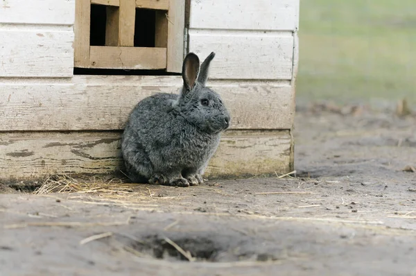 Grå Tamkanin Gården Selektiv Inriktning — Stockfoto