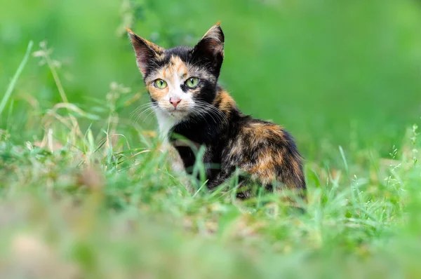 Chaton Drôle Avec Grandes Oreilles Couleur Écaille Tortue Trouve Sur — Photo