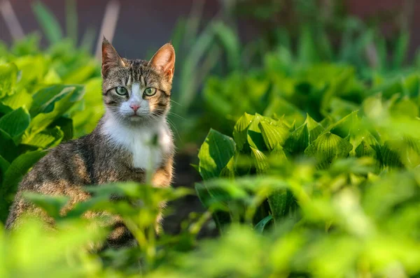 Jonge Kat Zit Het Gras Portret Met Zonnevlekken Schaduwen Begrepen — Stockfoto