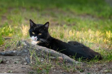 Siyah-beyaz kedi çimlerin üzerinde çamurda yatıyor. Seçici odak
