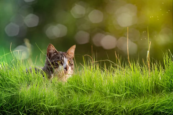 猫躺在高高的草地上 选择性聚焦 — 图库照片