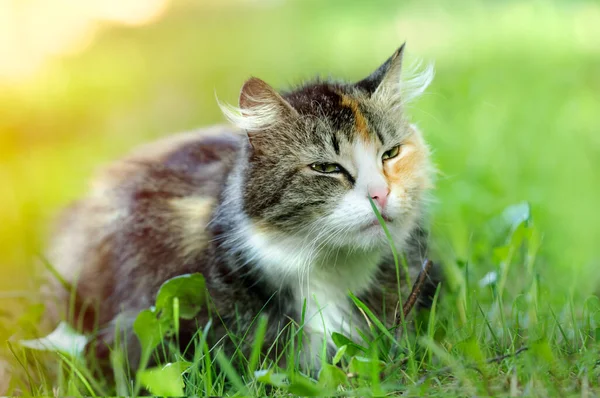 各种颜色的猫在草地上休息 有选择的重点 模糊的背景 — 图库照片