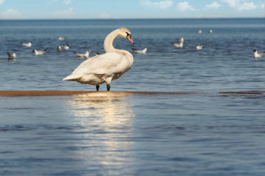 Swan on the sea on a sunny day. Selective focus clipart