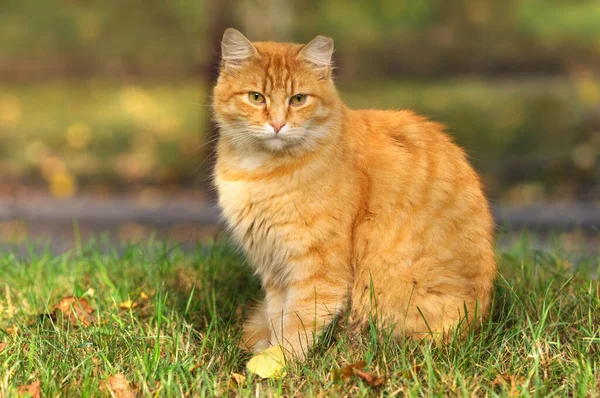 Gato Rojo Sobre Fondo Paisaje Otoñal Bokeh Enfoque Selectivo — Foto de Stock