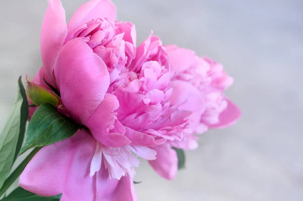 Pink peony close-up. Soft selective focus with copy space for text