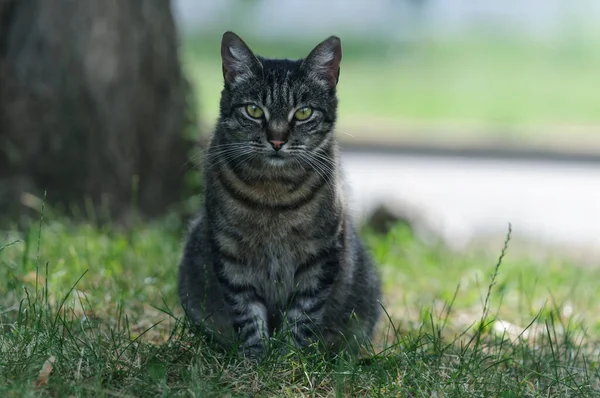 Tabby Jasny Kot Siedzi Trawie Skupienie Selektywne Niewyraźnym Tłem — Zdjęcie stockowe
