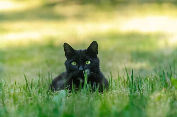 Svart Katt Ligger Gresset Stirrer Intenst Kameraet Selektivt Fokus Sommertid – stockfoto