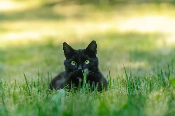 Gato Negro Encuentra Hierba Mira Fijamente Cámara Enfoque Selectivo Hora — Foto de Stock