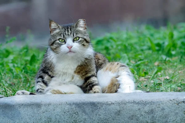 Drôle Fainéant Chat Assis Sur Herbe Regarde Attentivement Caméra — Photo