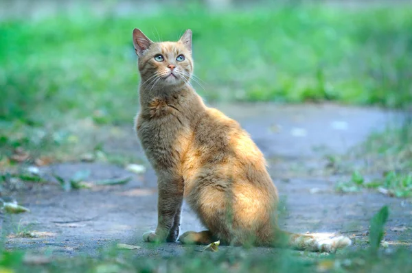 Πορτρέτο Μιας Κοκκινοτρίχας Γάτας Πράσινα Μάτια Εξωτερικούς Χώρους Θολό Φυσικό — Φωτογραφία Αρχείου