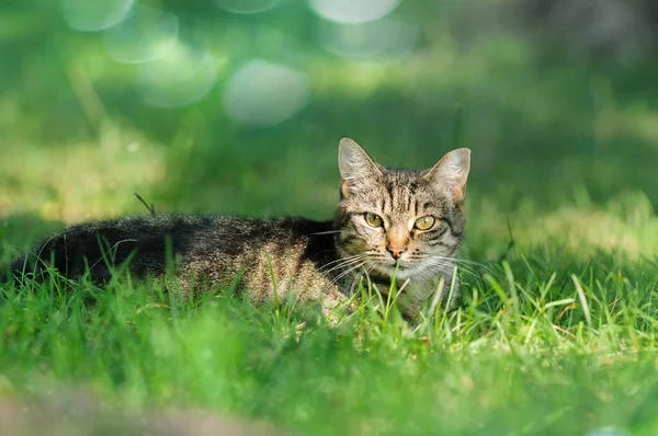 Tabby Kot Zielonej Trawie Spoczywa Naturze Selektywne Skupienie Uwagi Oczach — Zdjęcie stockowe