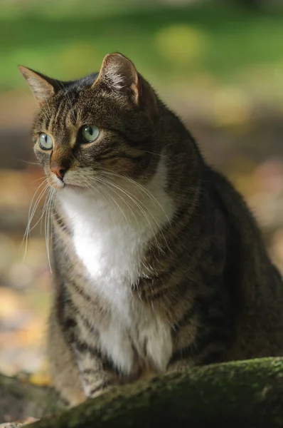 Retrato Grande Gato Listrado Com Sombras Luz Noite Ensolarada Foco — Fotografia de Stock