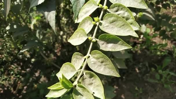 Feuilles Poussiéreuses Ravissantes Brillantes Soleil — Video