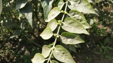 Hareketli Tozlu Yaprakların Portresi