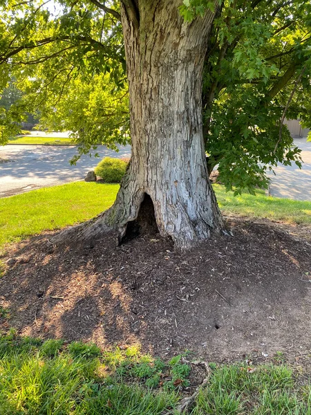 Old Tree Hollow Base Reminder Mythical Elf Dwelling Squirrel Nest — Stock Photo, Image