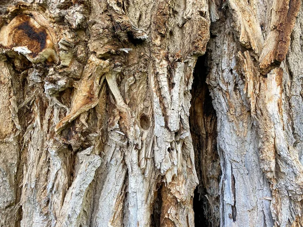 Direct Close View Ancient Old Tree Trunk Park Direct Sunlight — Stock Photo, Image