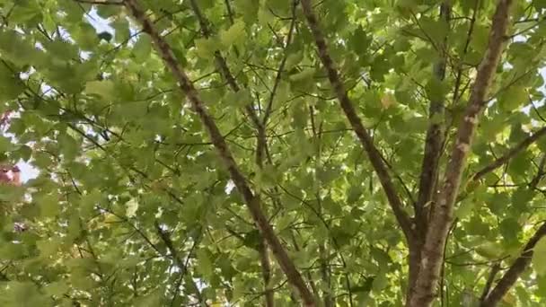 Глядя Пышные Зеленые Листья Деревьев Дующие Спокойном Ветерке Голубым Небом — стоковое видео