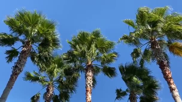 许多高大的棕榈树在清澈的蓝天前迎风飘扬 — 图库视频影像