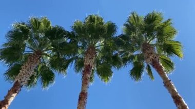 açık mavi bir günde rüzgarda esen üç uzun palmiye ağacı.