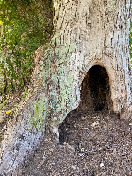 深い中空と苔を持つ巨大な古代の木樹皮の根のベース — ストック写真