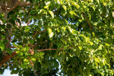 Parlak güneşli manzara, yapraklar ve gölgelerle dolu uzun, gür ağaç gölgesine bakıyor.
