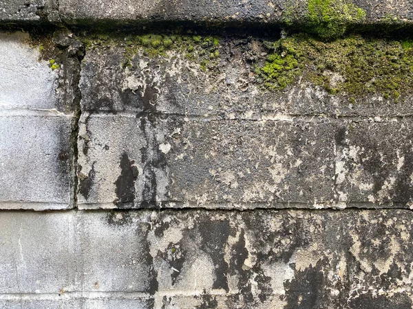 벽돌로 빈티지 이끼로 뒤덮여 — 스톡 사진