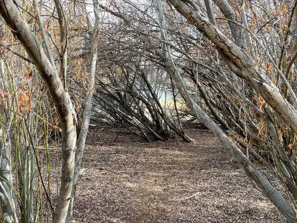 Caminho Escova Seca Grossa Levando Lago Final Inverno Início Primavera — Fotografia de Stock