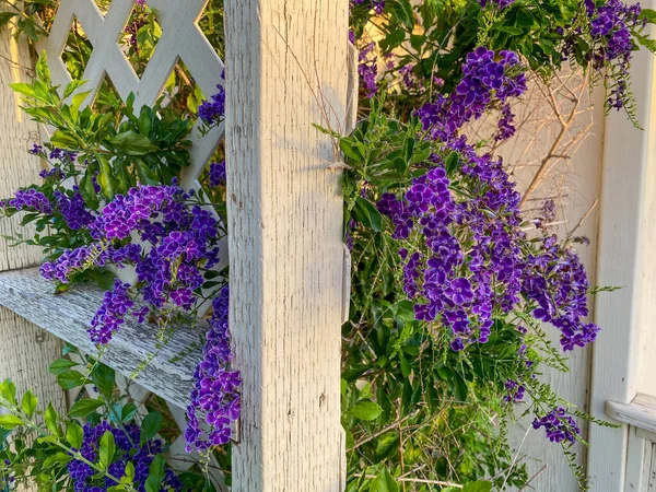 Alter Gitterzaun Gartenschuppen Mit Üppigen Lila Blühenden Blumen — Stockfoto