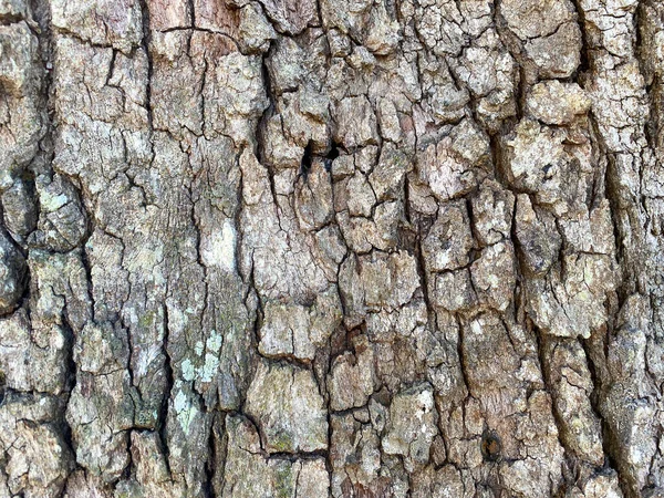 Deep Detailed Tree Trunk Bark Closeup View Shadows Weathered Texture — Stock Photo, Image
