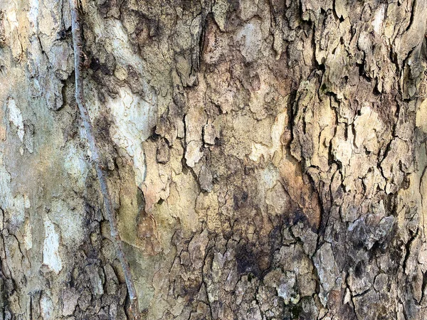 Вид Крупным Планом Коры Древнего Ствола Дерева Выветриваемыми Старыми Чертами — стоковое фото