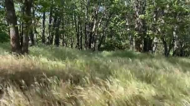 Vents Forts Soufflant Travers Les Hautes Herbes Les Arbres Avec — Video