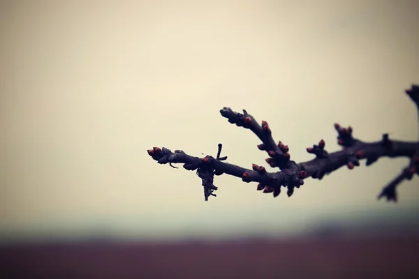 Akşam alacakaranlık şube.