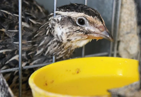 Japon bıldırcın üreme.