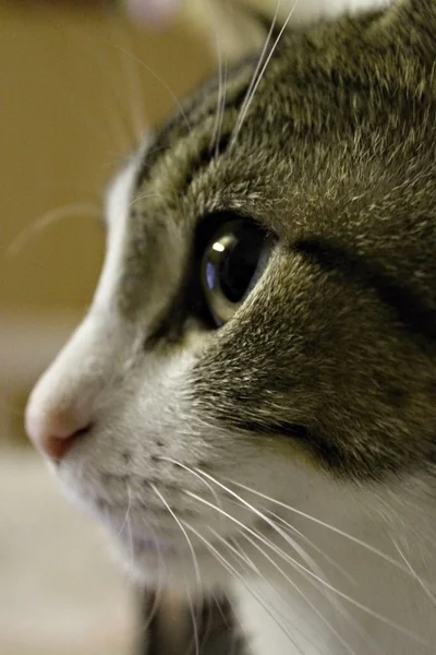 Joven gato ver detalle . — Foto de Stock