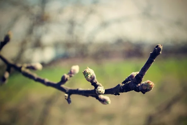 tomurcukları ile şube.