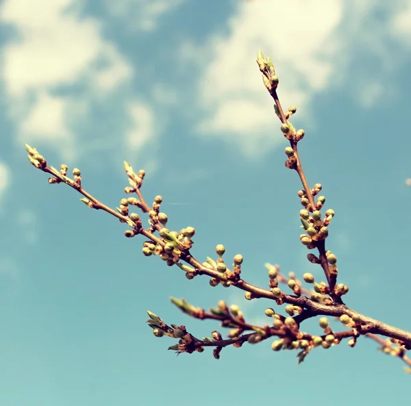 tomurcukları ile şube.