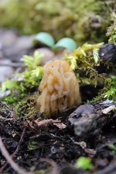 Morel bahar ormanda.