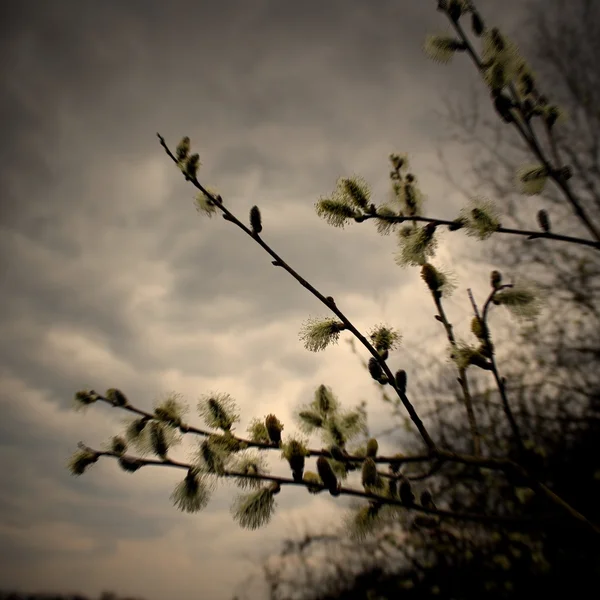 Branch with buds. — Stock Photo, Image