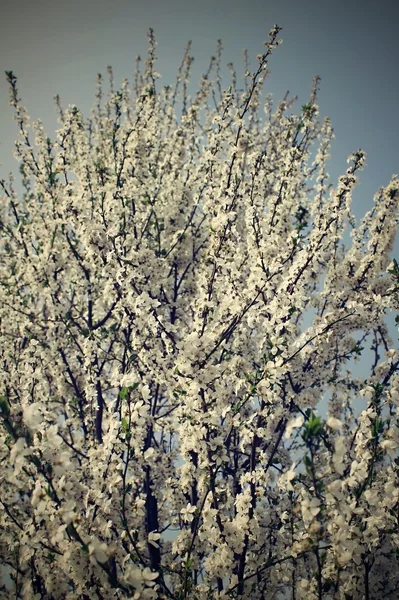 çiçekli erik ağacı.