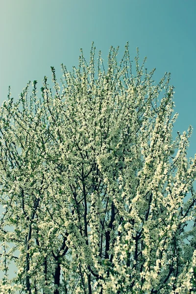 çiçekli erik ağacı.